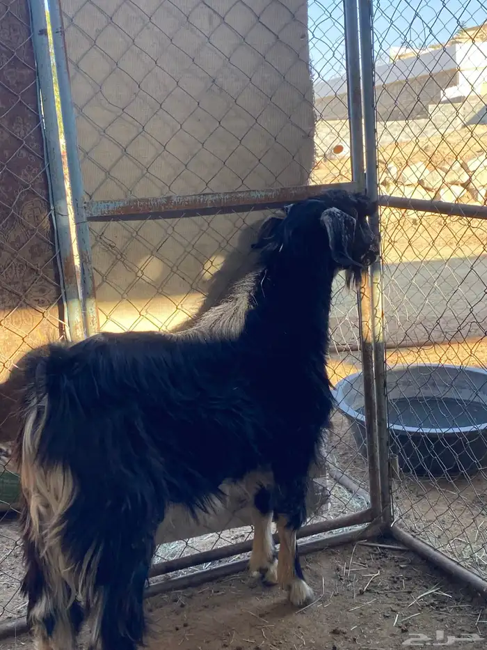 تيس فحل احو أجم صنف 6