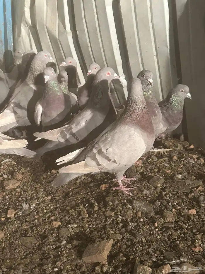 تم البيع الله يبارك لرعيه 2