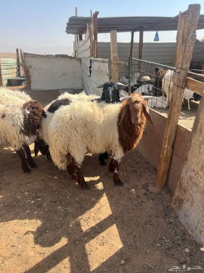 نعيم خرفان هرافى فاخر للآخر 16