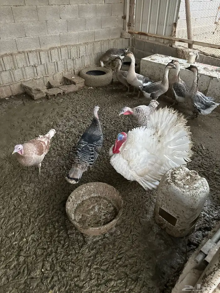 وز عراقي ورومي 1