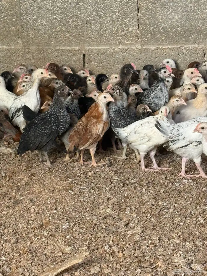 صوص دجاج بلدي 2