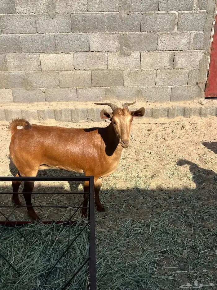 عنز جبره دافع 2