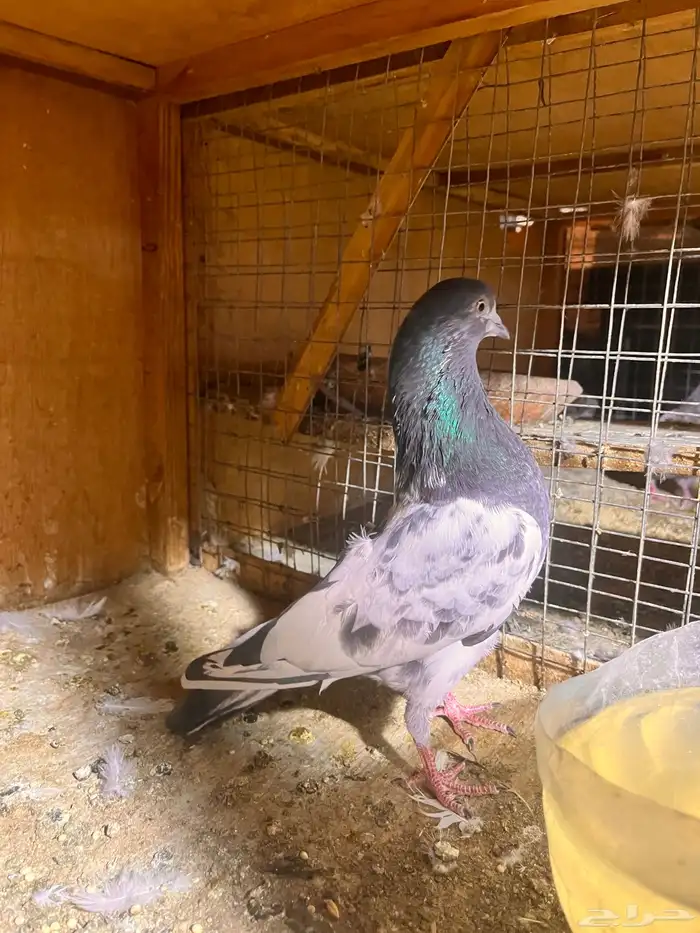 حمام باكستاني للبيع ولا يجي ايلا الصامل 0