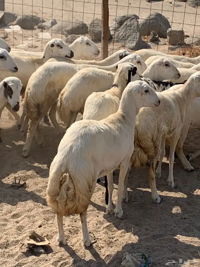 للبيع رخال ميديات طيبه بالحيل 3