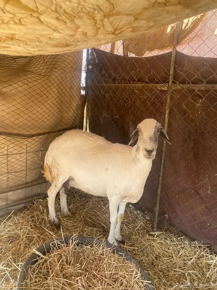 ذبيحه طيبه 0