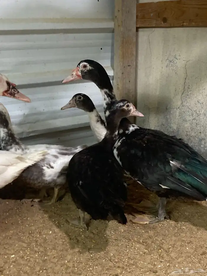 للبيع بط مصري 10