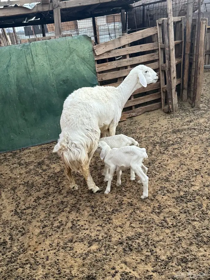 رخل اول ولده 4