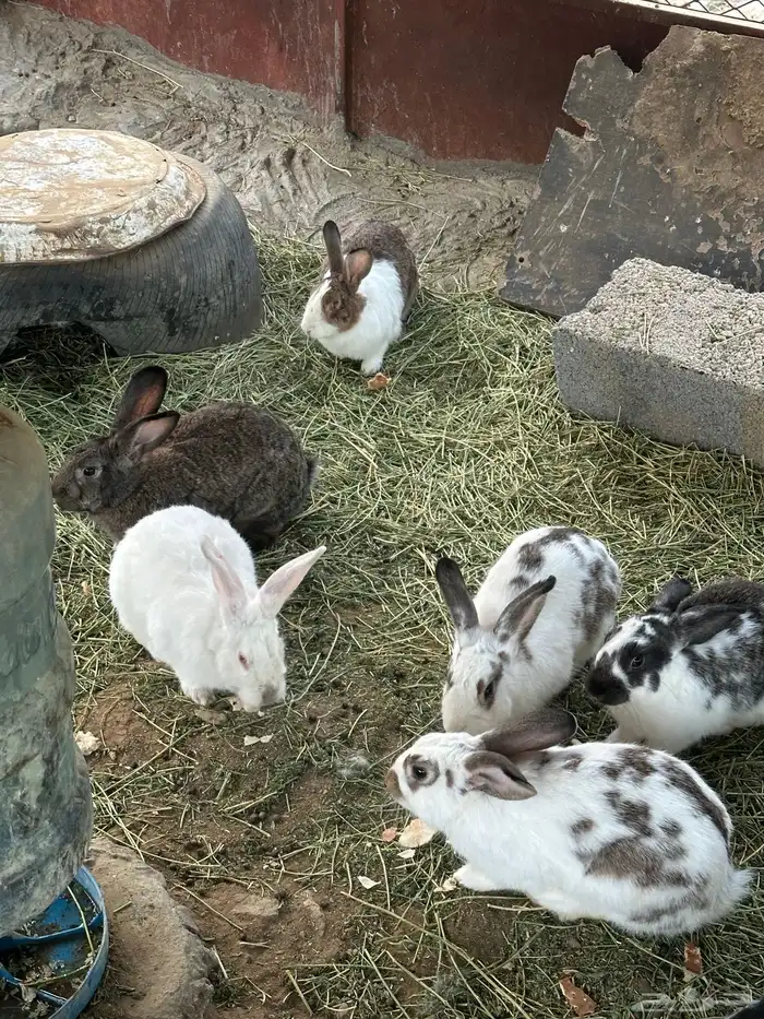 ارانب منتجه 2