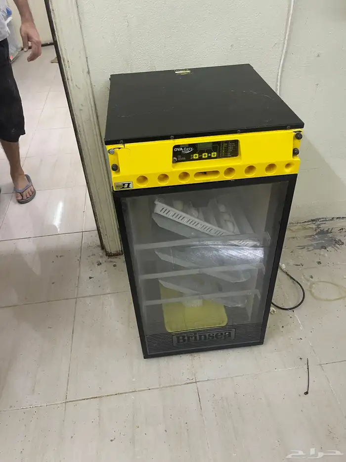 للبيع فقاسه برنسي فقاسه بلاك شيكن تايلندي 1