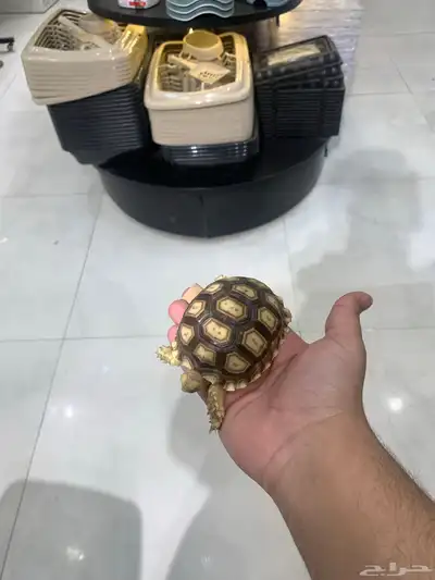 سلحفاة سولكاتا index