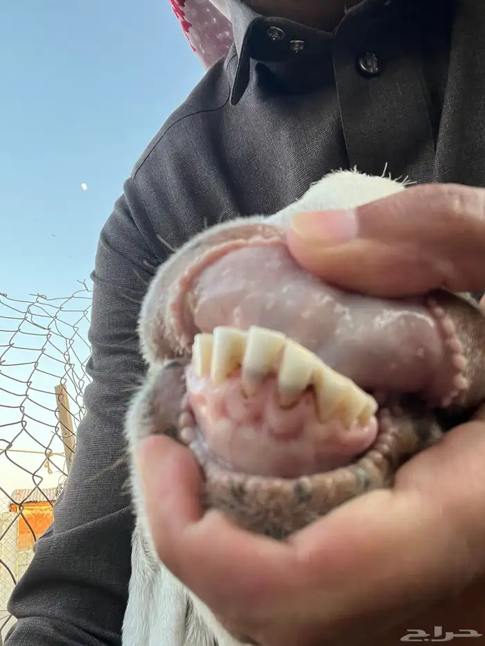 عنز متاومه 0