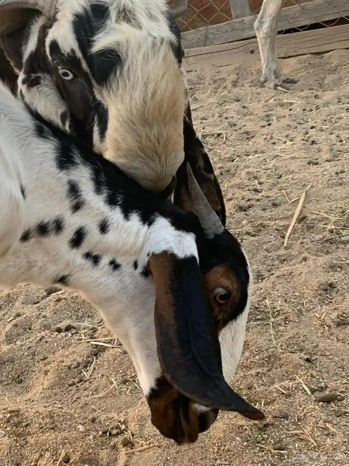 جفره مضربه 5