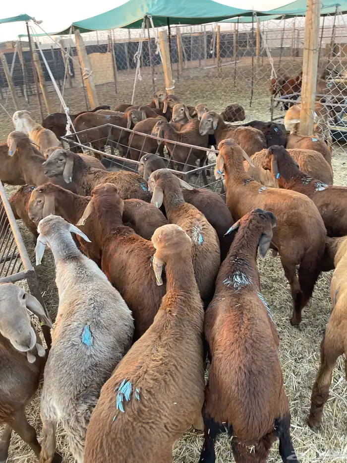 للبيع بهم سواكن طيب 6