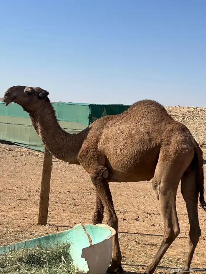 ناقتين لقحات لها 10 شهور وزيادة وقعود طيب وله مستقبل 3