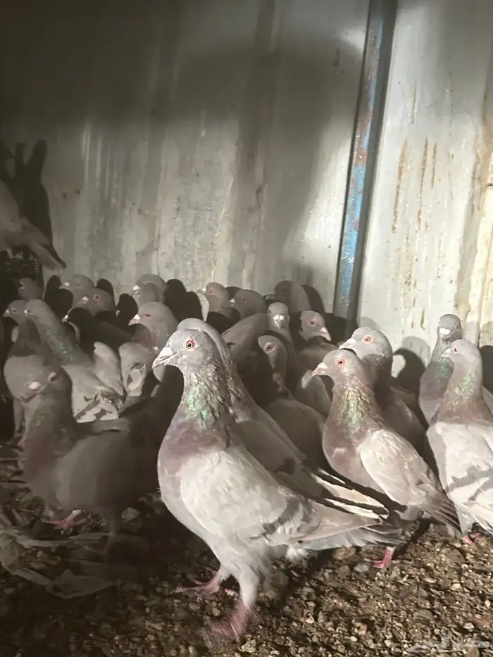 تم البيع الله يبارك لرعيه 4