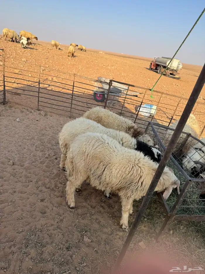 طليان للبيع ثلاثه مشروكه نعيمي وحري ثلاثه نعيم وتيس واحد 3