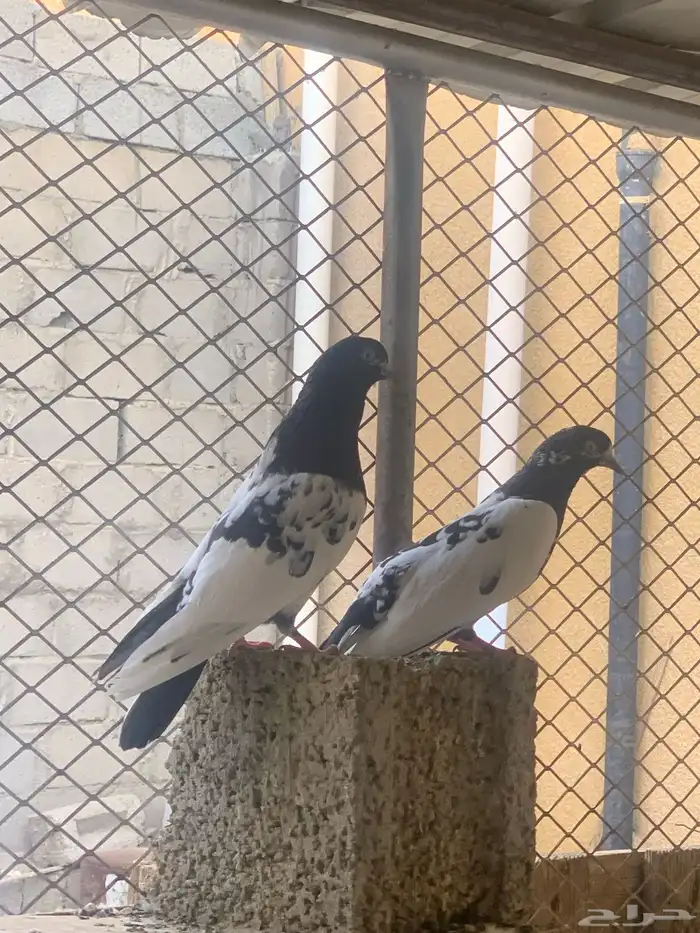 حمام باكستاني للبيع 7