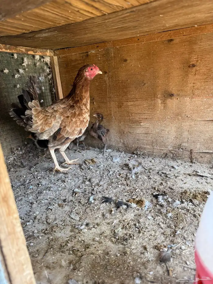 بط للبيع مصري 4