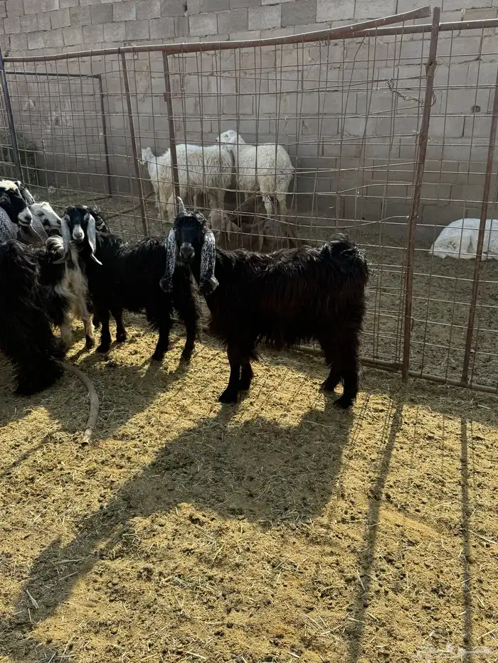 للبيع جفار عوارض وذري طيبه 0