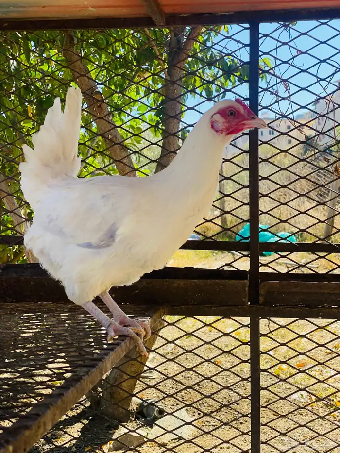 دجاج بلدي للبيع 3