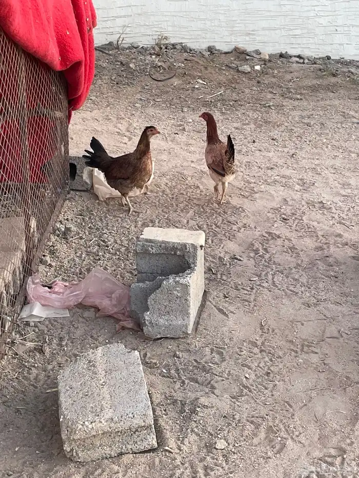 للبيع دجاج العدد 5 أربع دجاج وديك 1