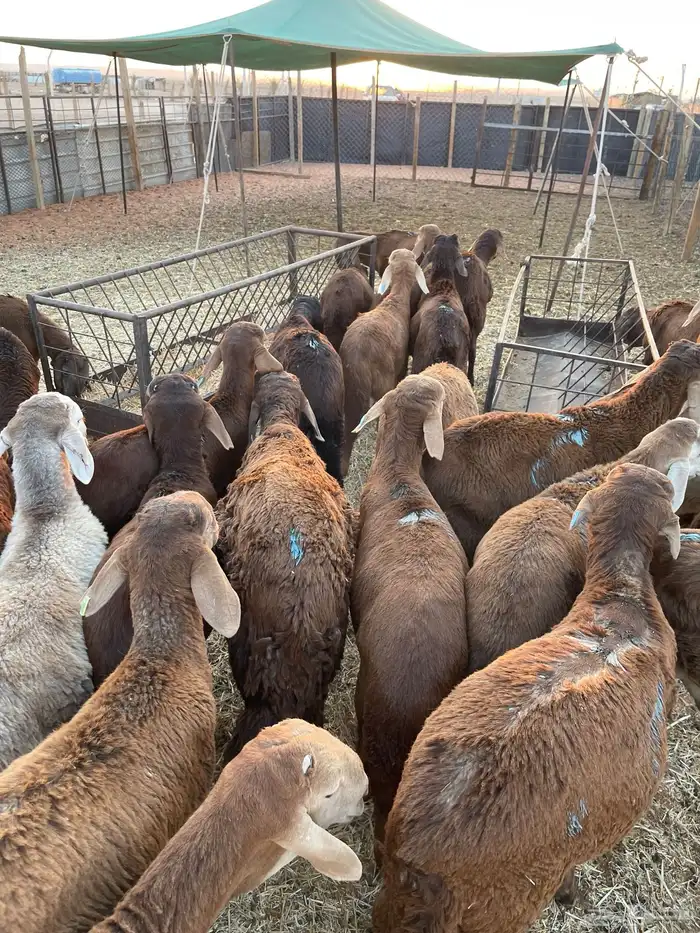 للبيع بهم سواكن طيب 1