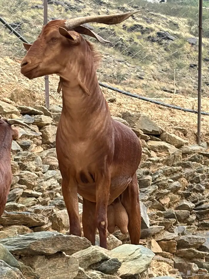 تيس بلدي فحل حار ادهم مضمون 2