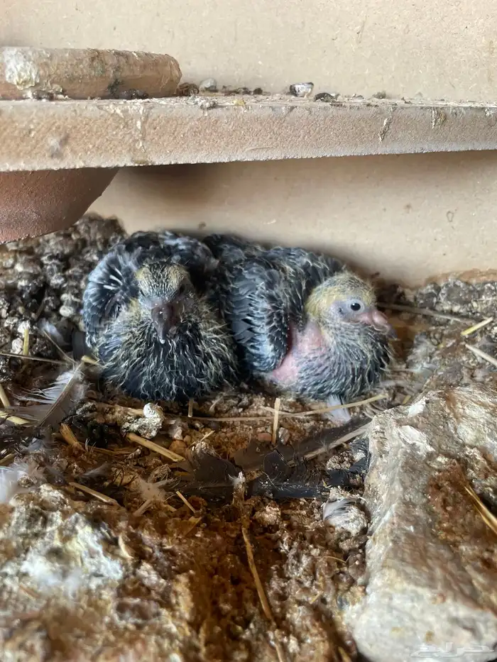 زوج رامبوري تب التوب ( تم البيع ) 2