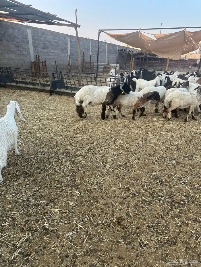 للبيع جذعان صنف مشاريع فحول 10