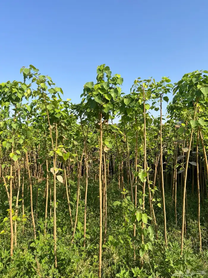 لسان العصفور متبقي 1000 حبه مقاس بوصه 1