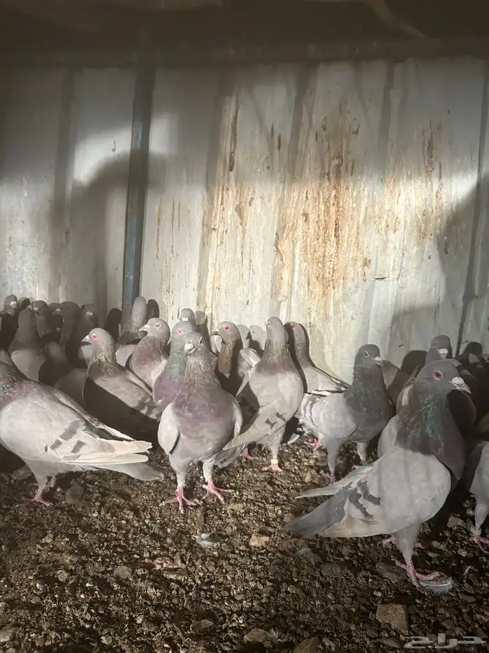 تم البيع الله يبارك لرعيه 11