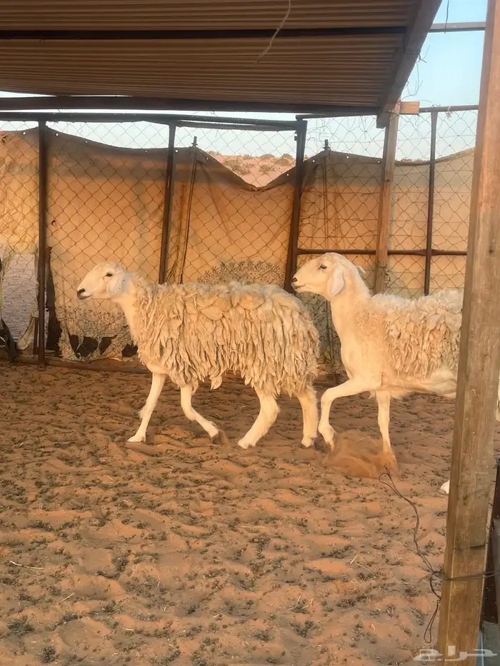 حريات حرش صنف 1