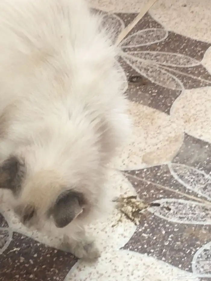 قطه غير شكل حبيبه ومؤدبه ومتربية صح شعر كثيف 2