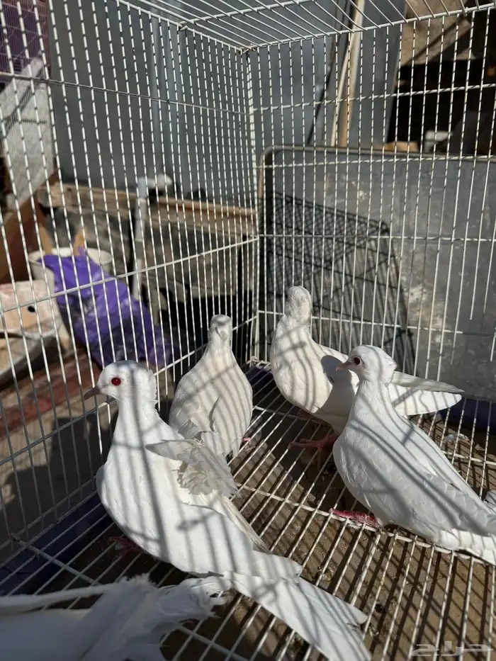 قماري البينو وسلفر 4