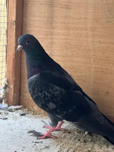 زوج صنعاني للبيع index