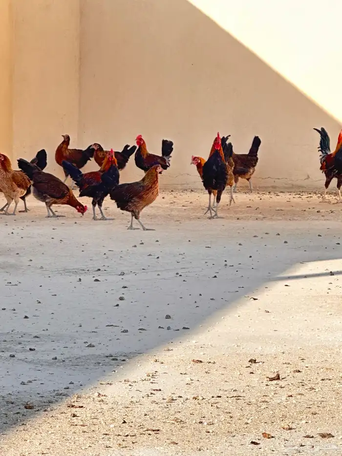 دجاج عربي اصيل ( تم البيع ) 2