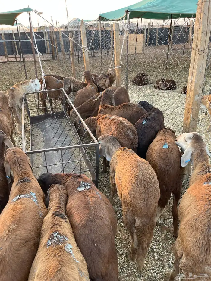 للبيع بهم سواكن طيب 4