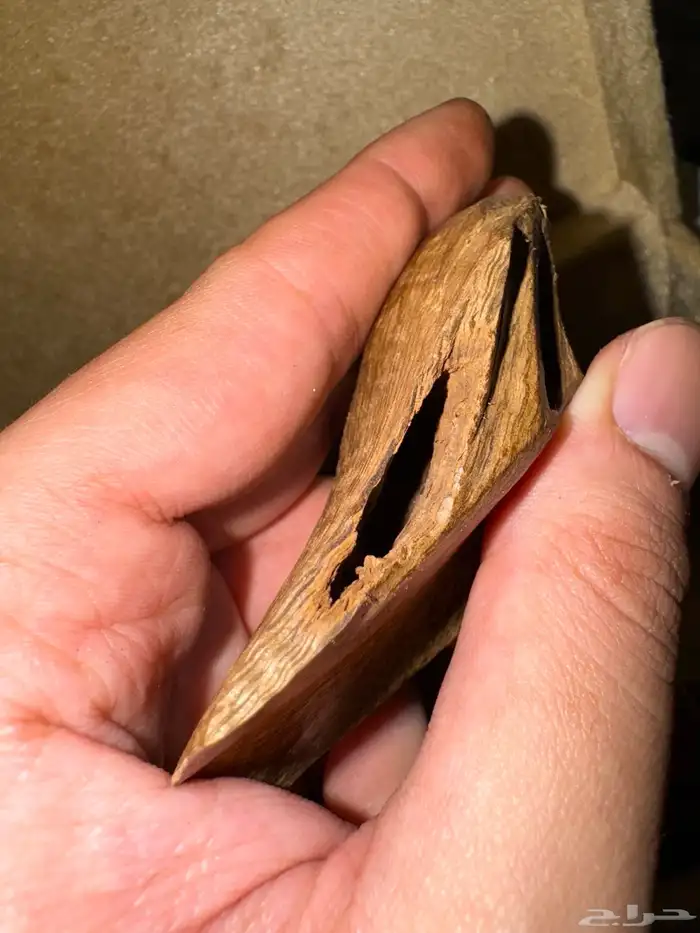 عود موروكي اصقون تربل ودبل عالي قديم جدا 2