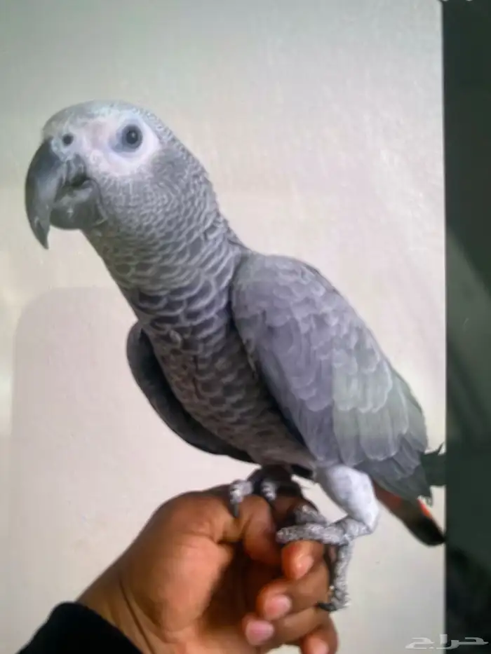 برد منقار واضافر طير ناطقه 0