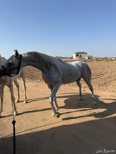 حصان مصري بيور index