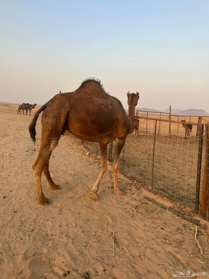 لقحه حمراء دهماء( تم البيع ) 1