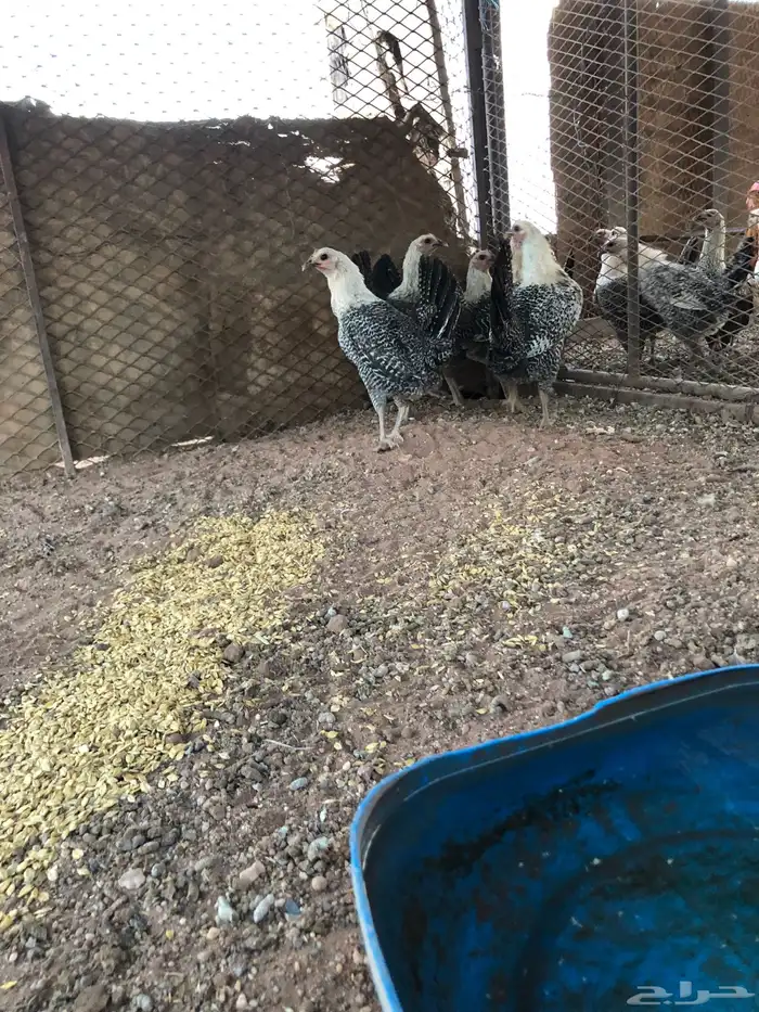 البيع دجاج فيومي طيبه 0