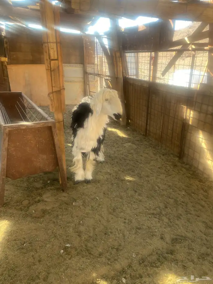 فحل نجدي ثني 1