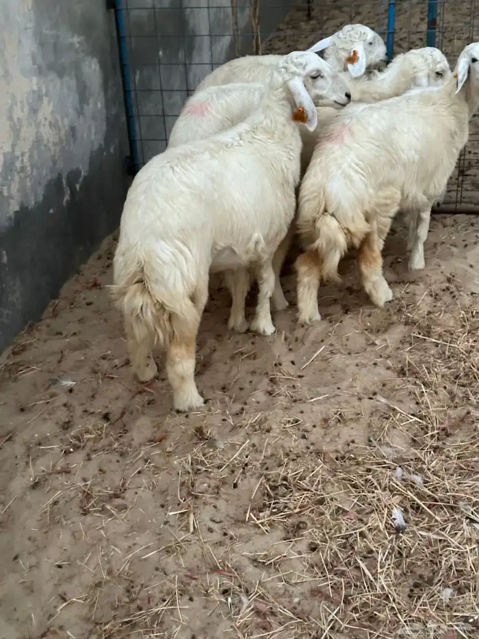 رخال حريات للبيع 0