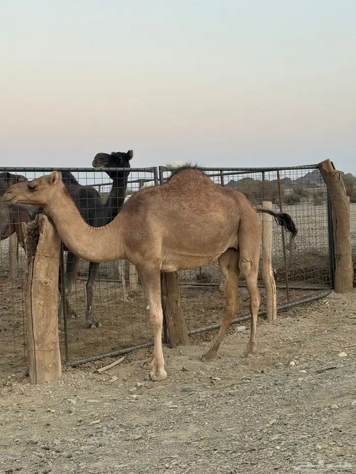 بكره ثنيه ملاقي 6