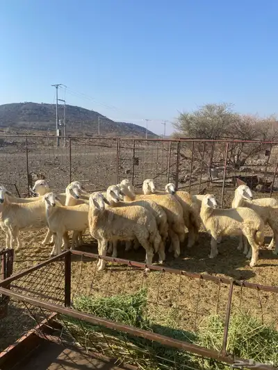 للبيع رخال مقاني index