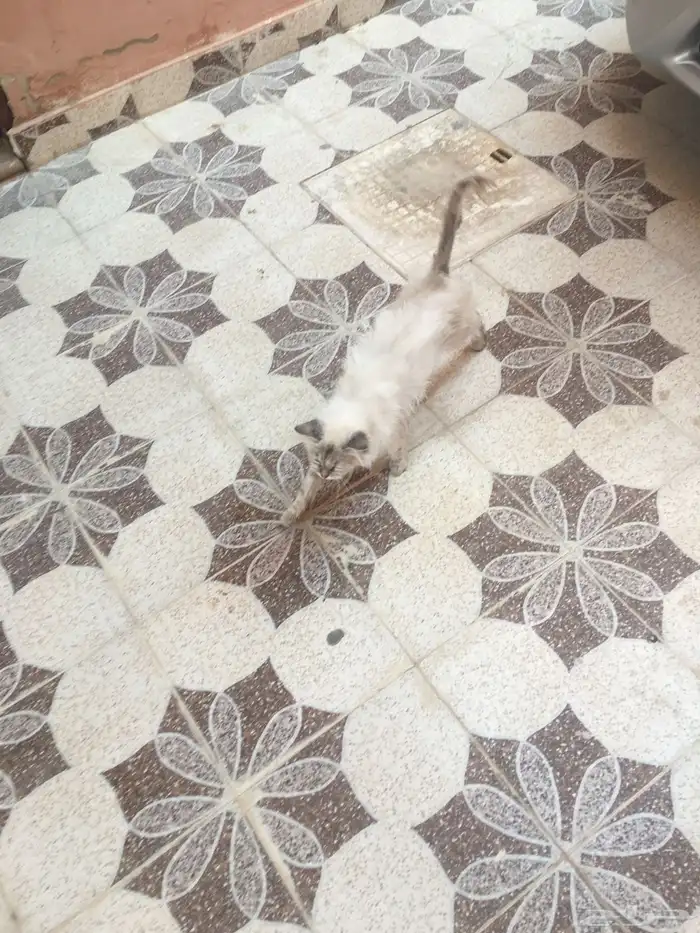 قطه غير شكل حبيبه ومؤدبه ومتربية صح شعر كثيف 1