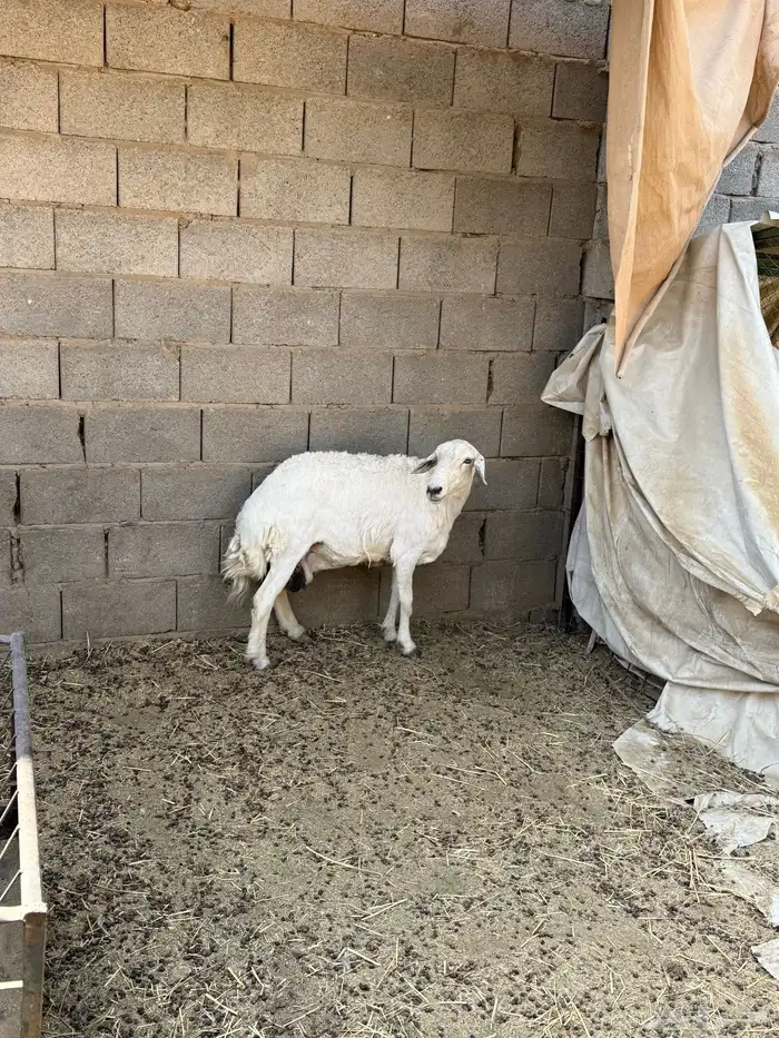 شاه حريه حايل 1