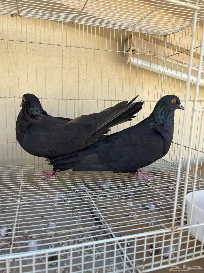 مالطي او مصري 0