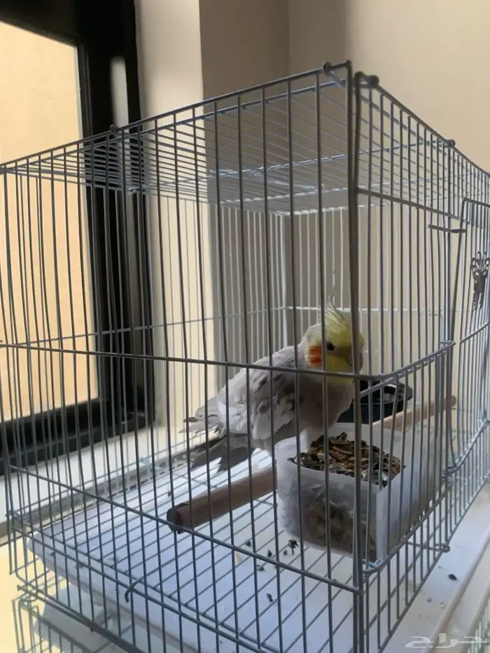 ببغاء كروان غير أليف 0